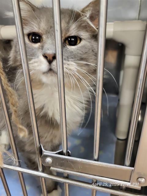 EDGAR, an adoptable Domestic Long Hair in Casper, WY, 82601 | Photo Image 1