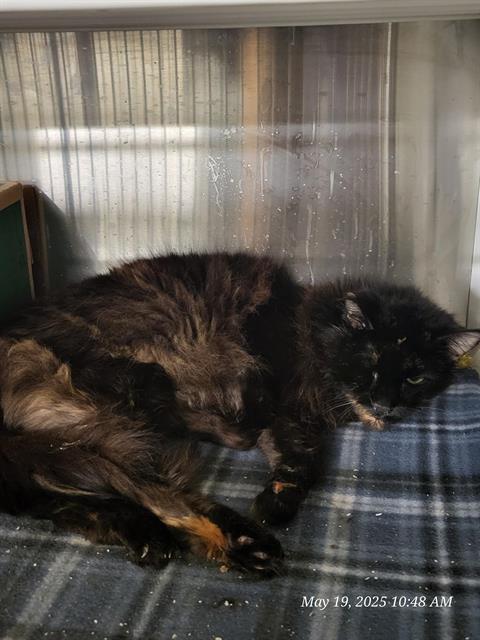 WICKET, an adoptable Domestic Long Hair in Casper, WY, 82601 | Photo Image 1