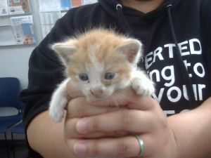 QUENTIN, Baby Male Domestic Short Hair
