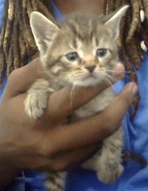 SIMON, Baby Male Domestic Short Hair