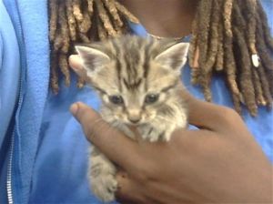 JASPER, Baby Male Domestic Short Hair