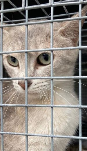 MAMA, Young Female Domestic Short Hair