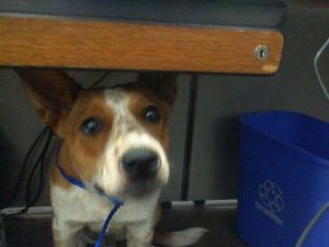 EMERSON, Young Male Mixed Breed