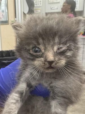 TWINKIE, Baby Male Domestic Medium Hair