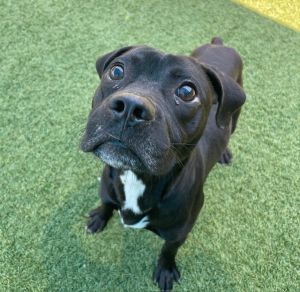 TOMMY, Young Male Mixed Breed