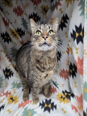 This animal was rescued by Animal Services Date animal was rescued 050925 Date animal was brough