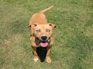 This animal was rescued by A Citizen Date animal was rescued 050425 Date animal was brought to t