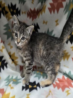 This animal was rescued by A Citizen Date animal was rescued 050125 Date animal was brought to t