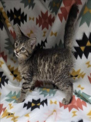 This animal was rescued by A Citizen Date animal was rescued 050125 Date animal was brought to t