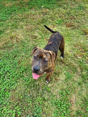 This animal was surrendered to the shelter by its previous owner due to military Athena is also spa