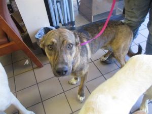A361405, Young Male Belgian Shepherd / Malinois