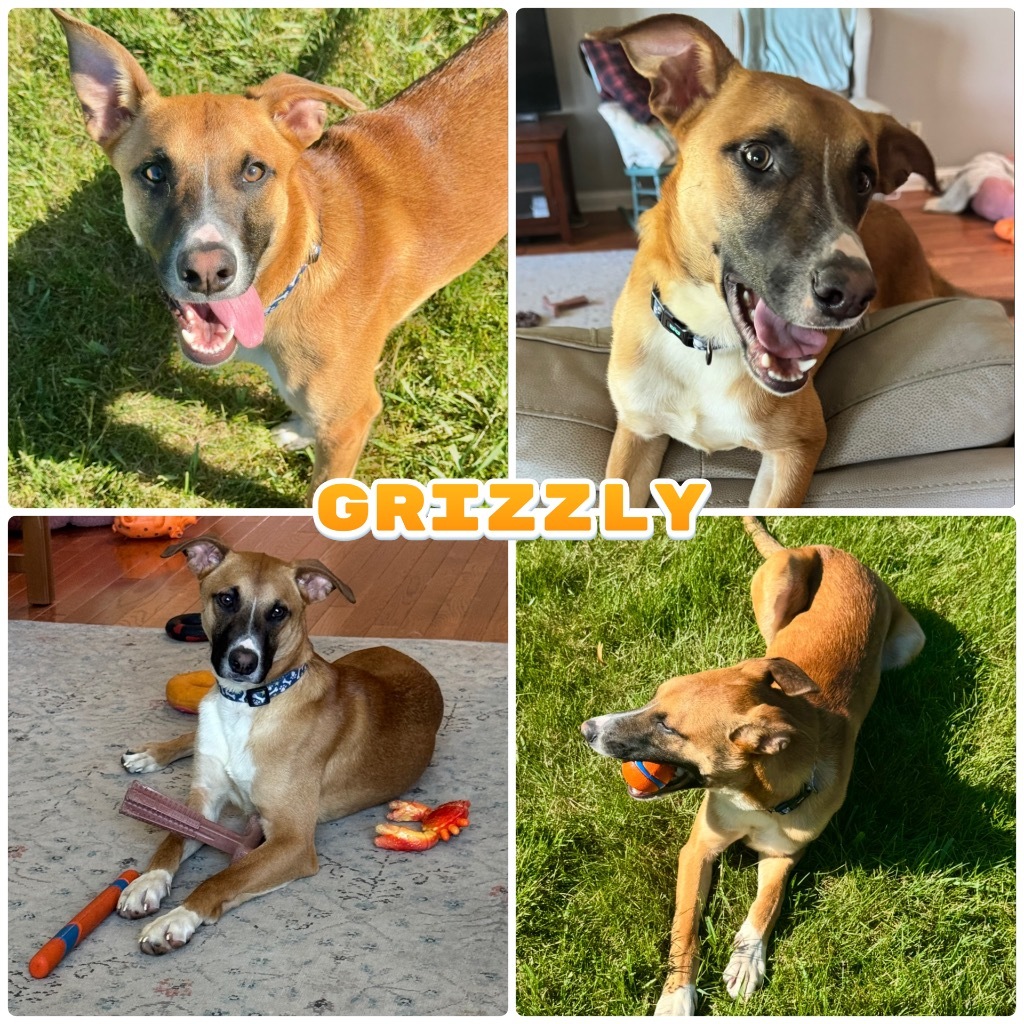 Grizzly - Call for Appt, an adoptable Affenpinscher in Pierceton, IN, 46562 | Photo Image 1