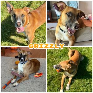 Grizzly - Call for Appt, Young Male unknown