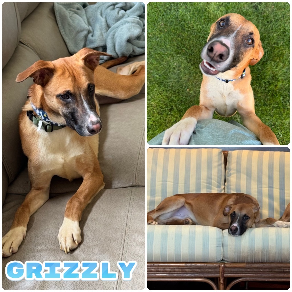 Grizzly - Call for Appt, an adoptable Affenpinscher in Pierceton, IN, 46562 | Photo Image 4