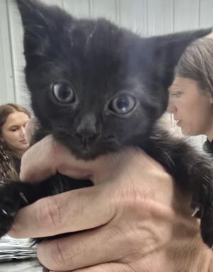 Flynn, Baby Male Domestic Short Hair