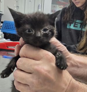 Jasmine, Baby Female Domestic Short Hair