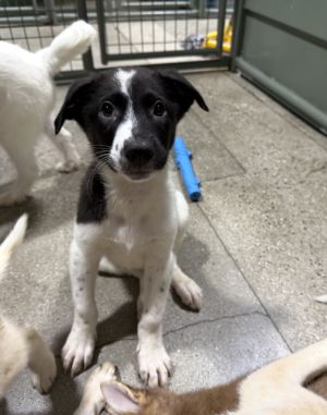Eeyore - 4 months  14lbs as of 523 AussieHusky Mix Neutered Estimated Full Grown Size Around 