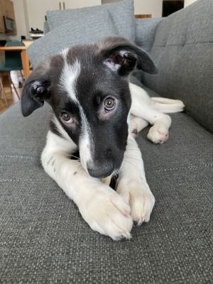 Eeyore - 4 months  14lbs as of 523 AussieHusky Mix Neutered Estimated Full Grown Size Around 
