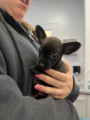 Minor- 8 weeks as of 528 14lbs Male Estimated full grown size10 to 12lbs This puppy is eligib