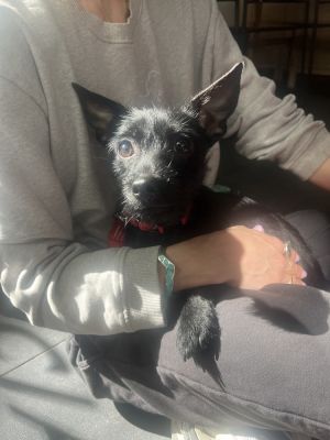 Shadow - 15 years old 10lbs Chorkie Male Want to adopt Submit an adoption application at social