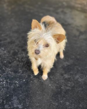 Clarice - 1 year 8lbs Yorkie Mix Spayed Want to adopt Submit an adoption application at socialte