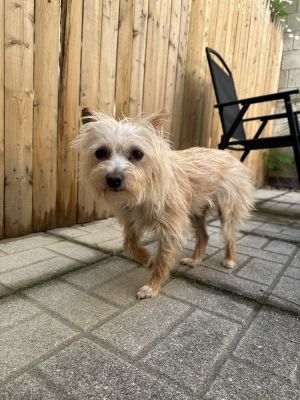 Clarice - 1 year 8lbs Yorkie Mix Spayed Want to adopt Submit an adoption application at socialte