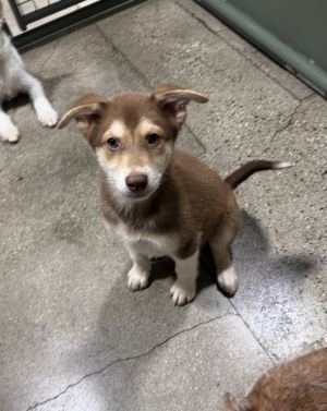 Easton- 4 months  14lbs as of 523 AussieHusky Mix Neutered Estimated Full Grown Size Around 5