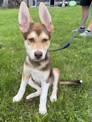 Easton- 4 months  14lbs as of 523 AussieHusky Mix Neutered Estimated Full Grown Size Around 5