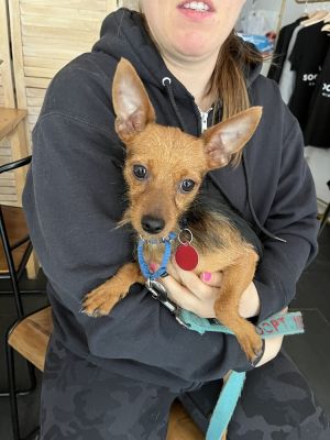 Biscuit Yorkshire Terrier Dog