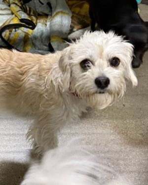 Lulu Terrier Dog