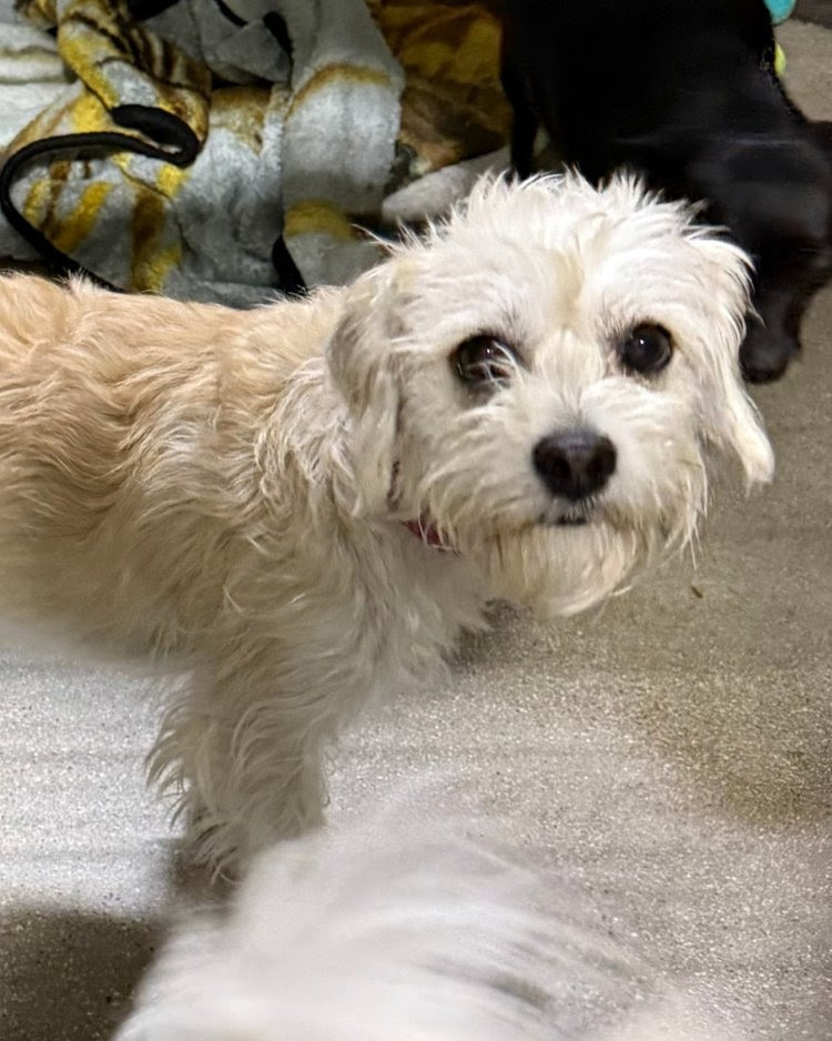 Lulu