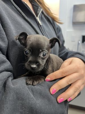 Minnie - 8 weeks as of 528 14lbs Female Estimated full grown size10 to 12lbs This puppy is el