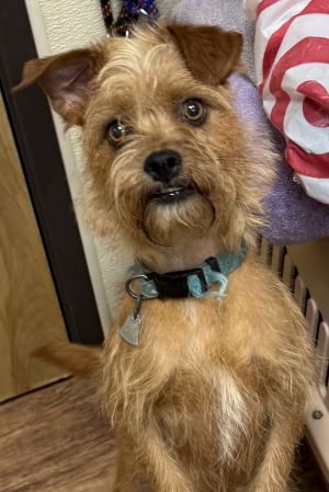 Daska Terrier Dog
