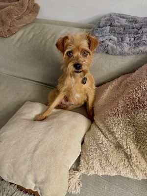Daska - 4 years 12lbs Terrier Mix Spayed Want to adopt Submit an adoption application at socialt