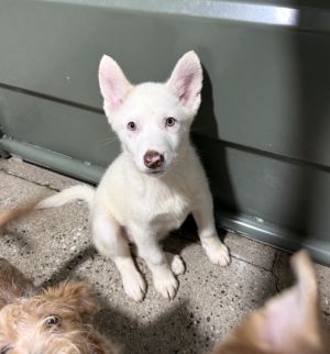 Envy - 4 months  14lbs as of 523 AussieHusky Mix Spayed Estimated Full Grown Size Around 50lb