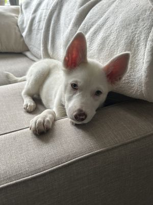 Envy - 4 months  14lbs as of 523 AussieHusky Mix Spayed Estimated Full Grown Size Around 50lb