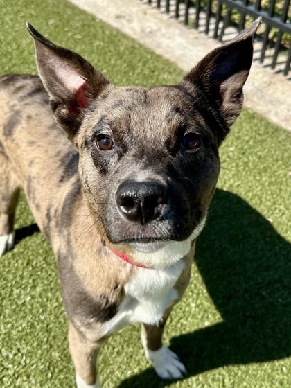 Lulu