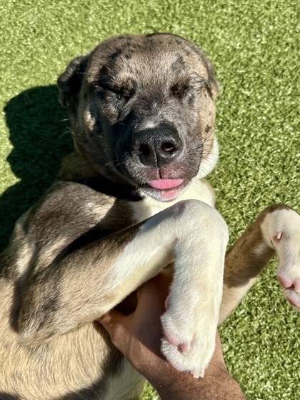 Lulu