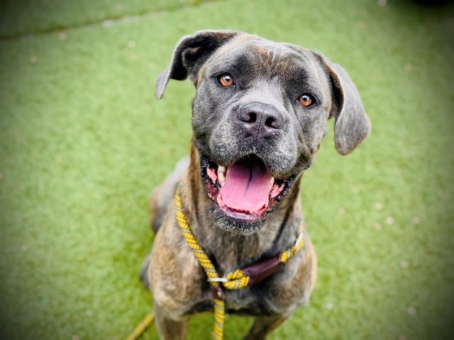 POPPY, an adoptable Cane Corso, Bullmastiff in Orlando, FL, 32839 | Photo Image 1