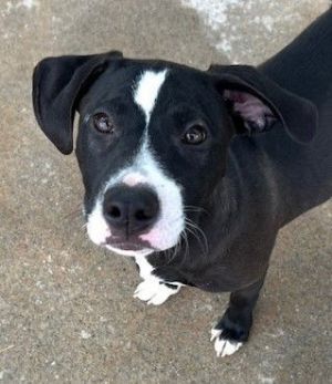 Prancer, Young Female Hound