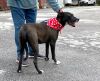 Prancer photo 2