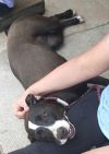 Prancer photo 3
