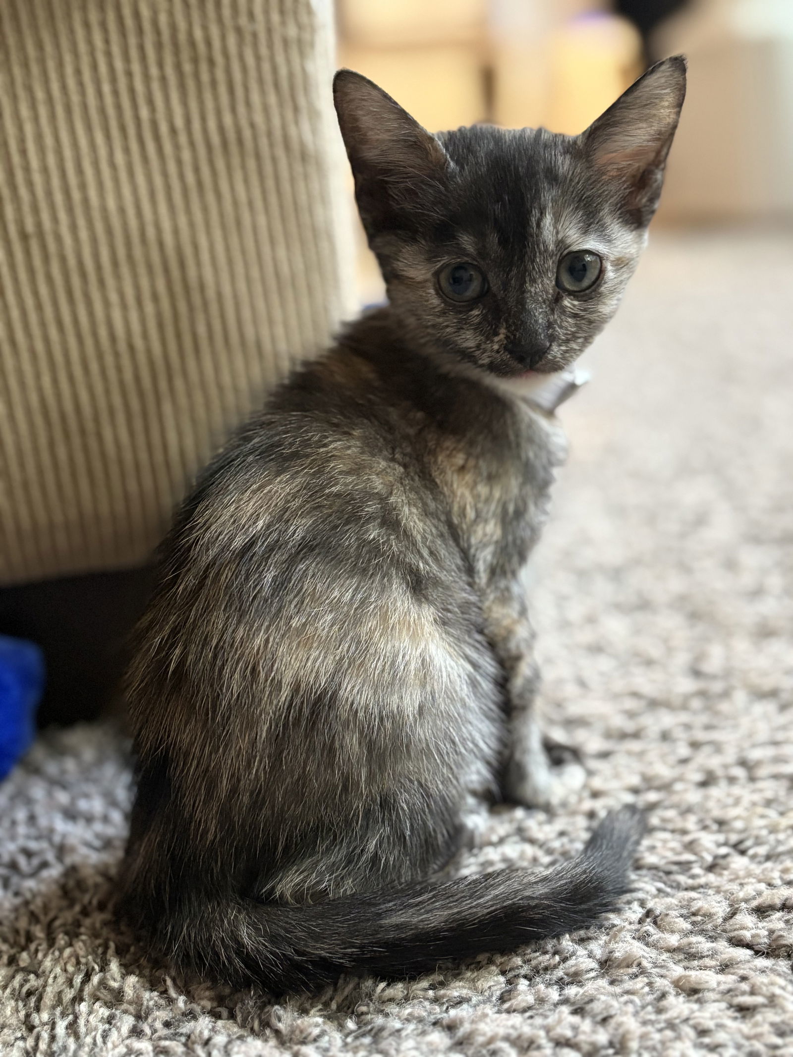 CAMOUFLAGE