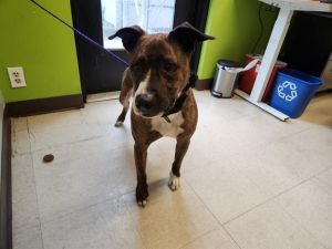 Hi My name is Eric and I am available for adoption I was brought in by a good Samaritan on