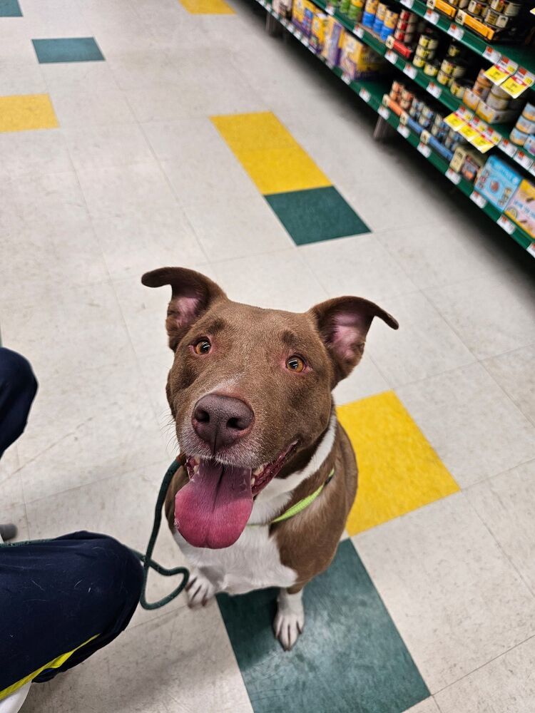 Bosco