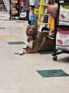 Bosco photo 3