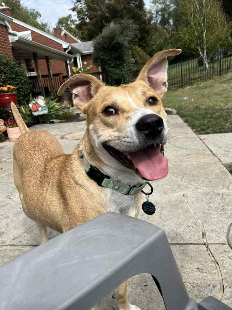 Ivan