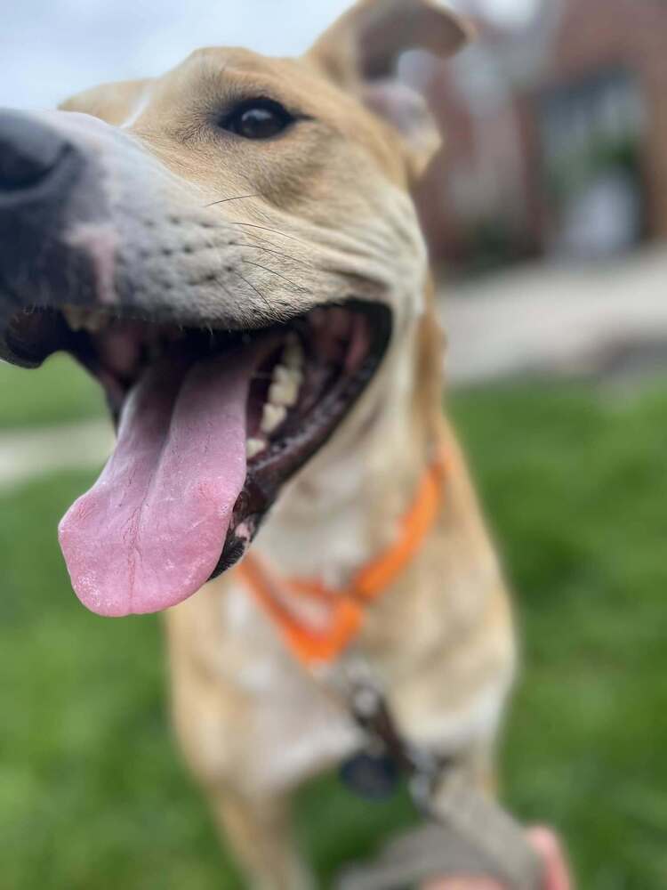 Ivan