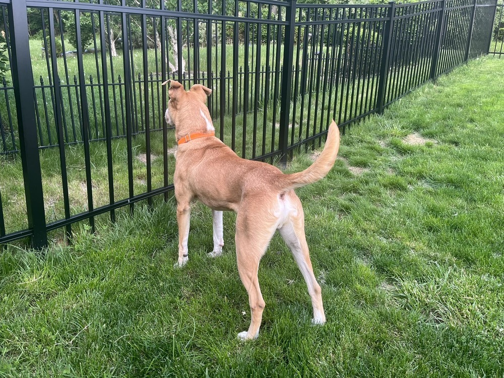 Ivan