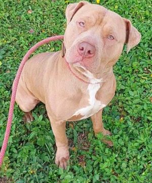 MARK, Young Male American Staffordshire Terrier